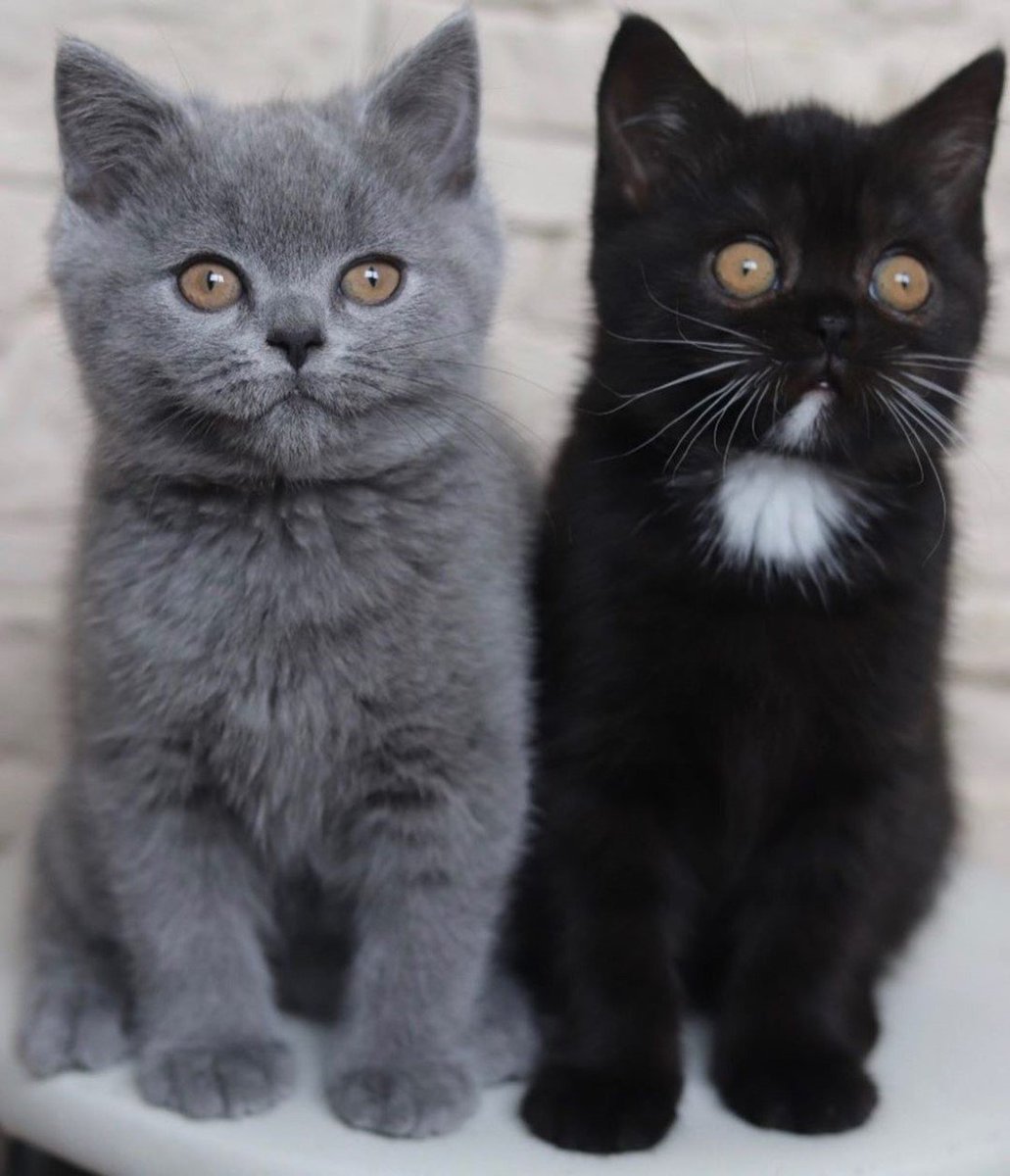 AcervoCharts's tweet photo. Gatinho com rosto bicolor vira pai e tem um filhote de cada cor. https://t.co/nj7BwXGjJi