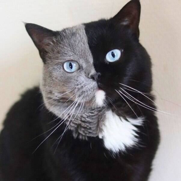 AcervoCharts's tweet photo. Gatinho com rosto bicolor vira pai e tem um filhote de cada cor. https://t.co/nj7BwXGjJi