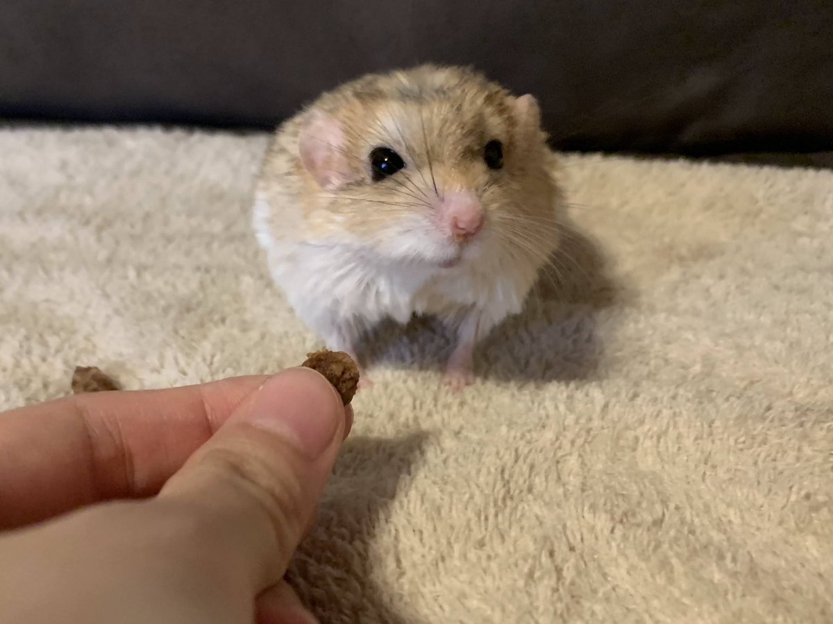 ぷち🐹🐭 tweet media