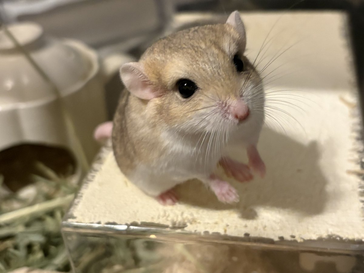 ぷち🐹🐭 tweet media