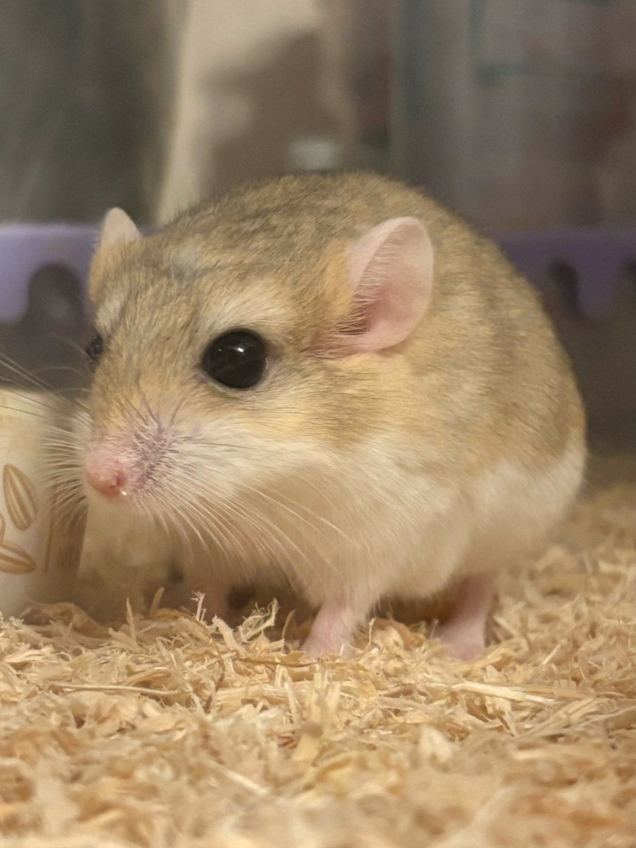 ぷち🐹🐭 tweet media