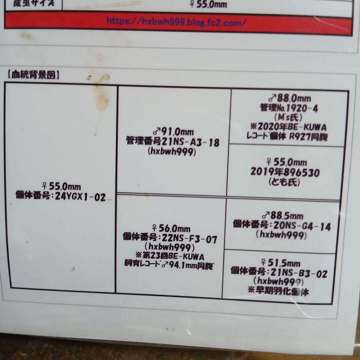 マコパパ tweet media