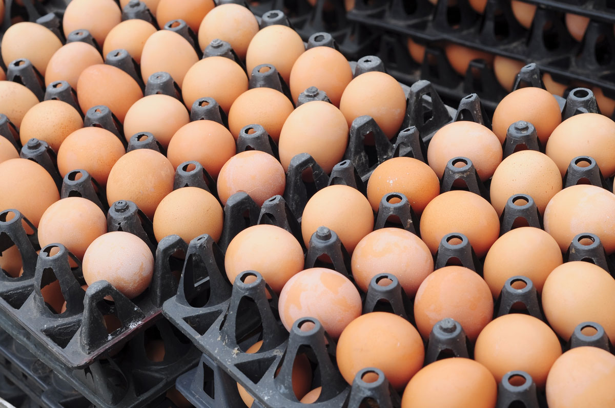 British Free Range Egg Producers Association tweet media