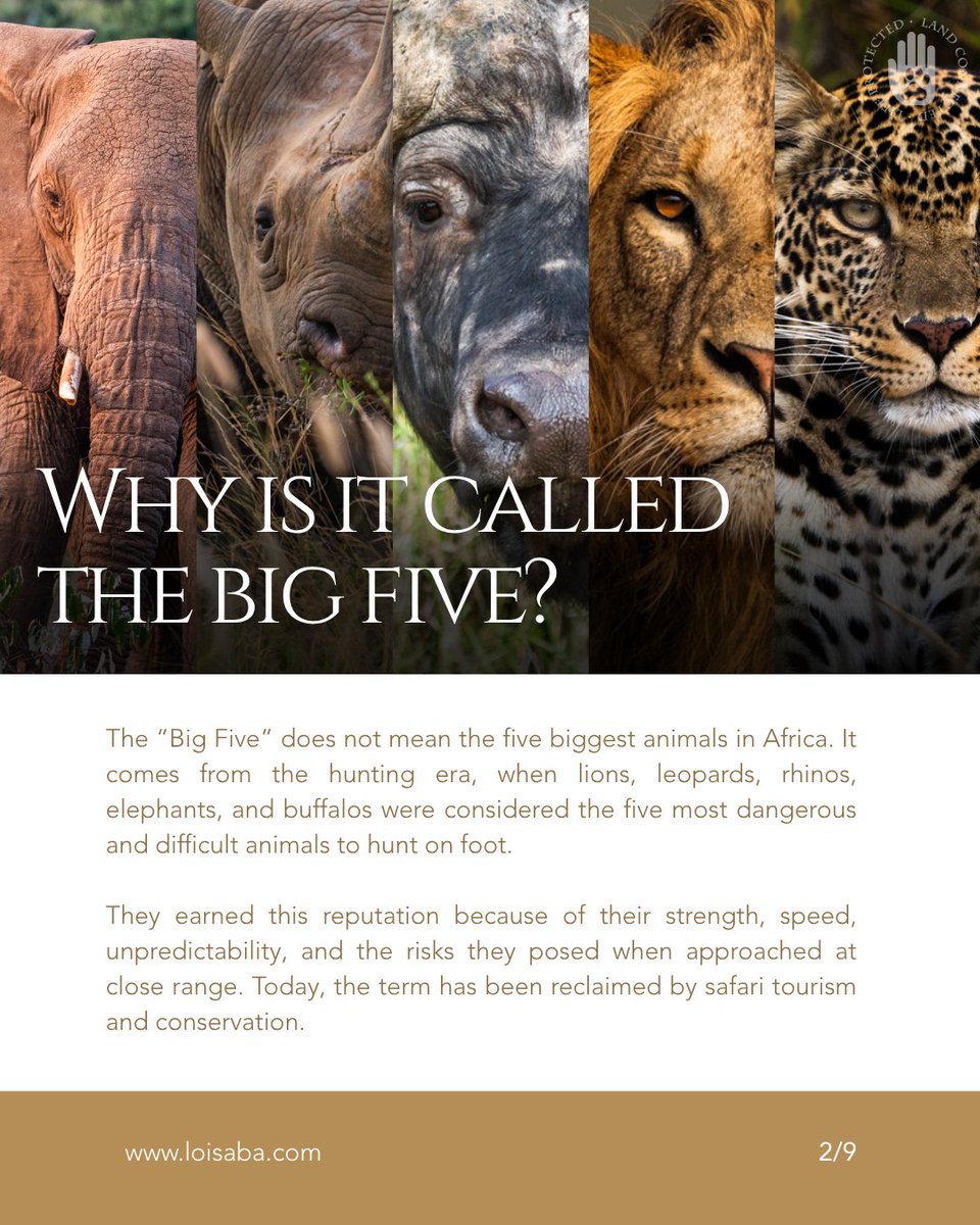 Loisaba Conservancy tweet media