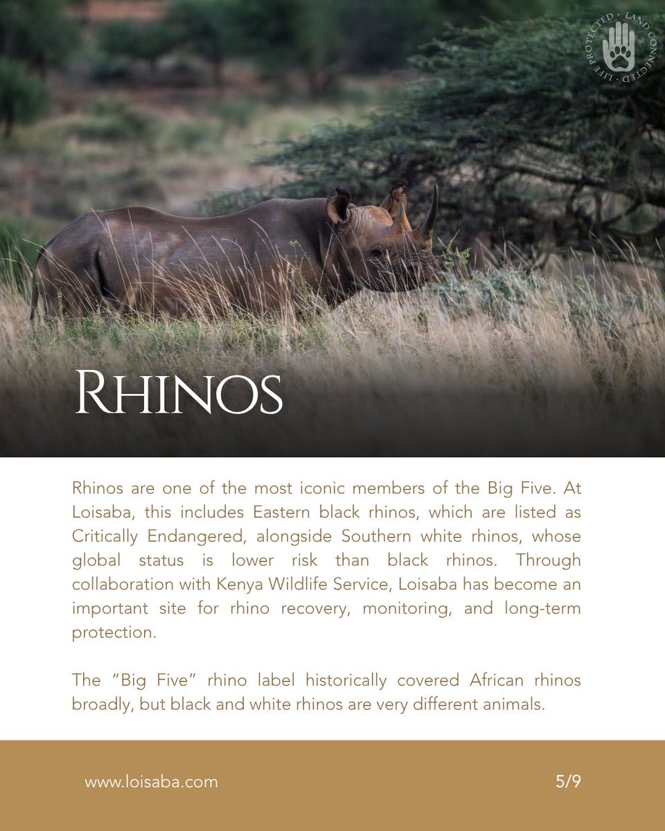 Loisaba Conservancy tweet media