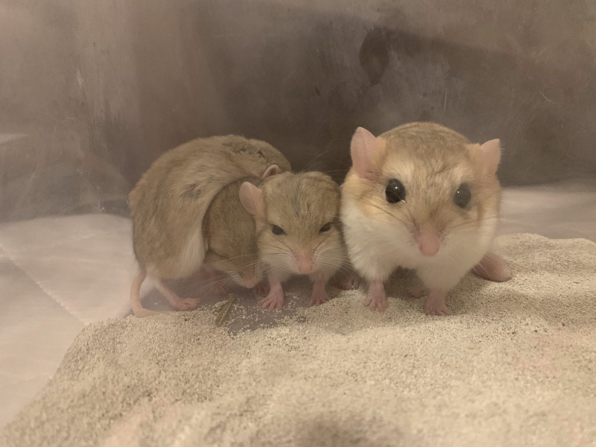 ぷち🐹🐭 tweet media