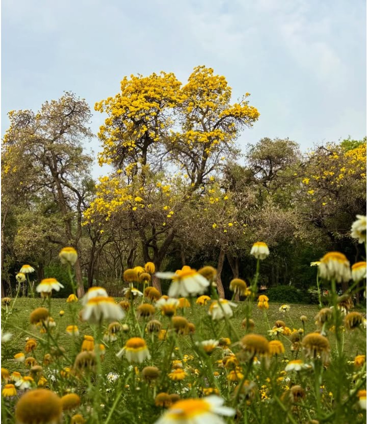 कविता-ख़ोर tweet media