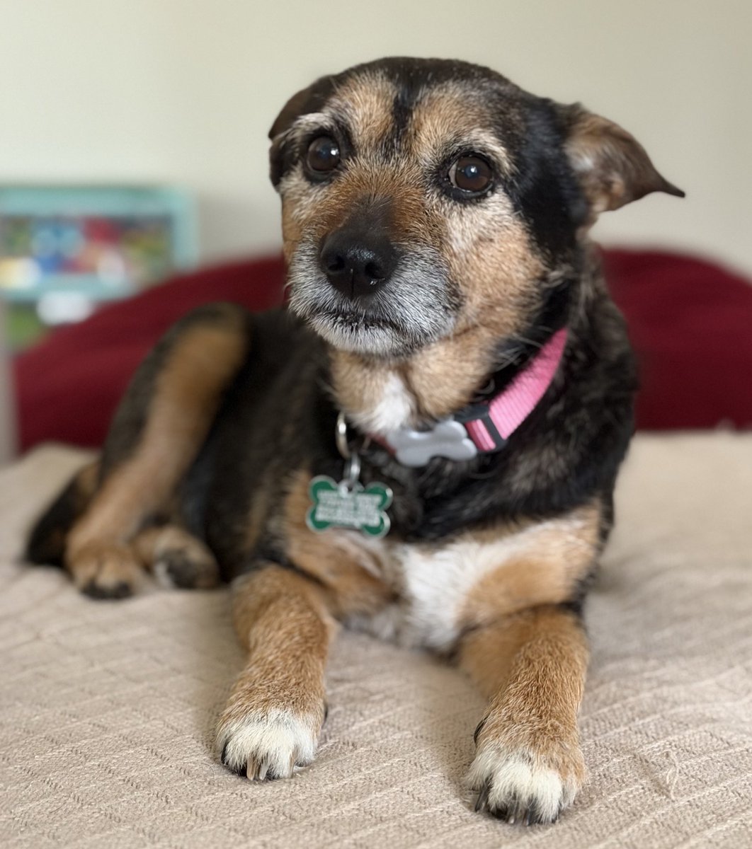 𝗣𝗲𝗻𝗻𝘆 𝗟𝗮𝗻𝗲- Lawn Potato TM tweet media