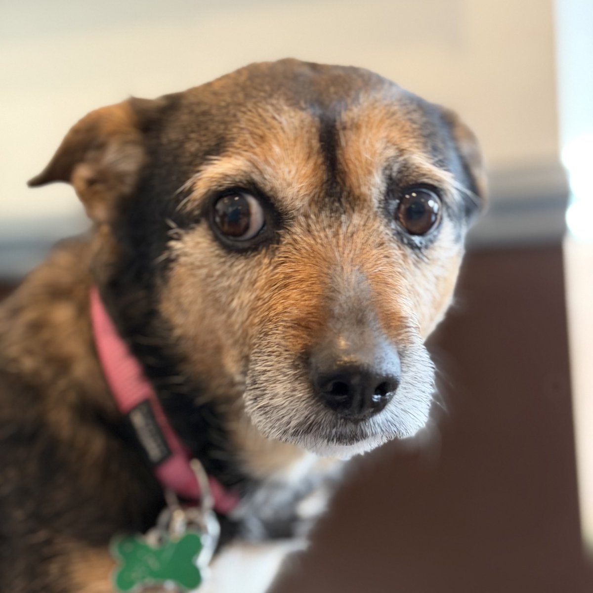 𝗣𝗲𝗻𝗻𝘆 𝗟𝗮𝗻𝗲- Lawn Potato TM tweet media