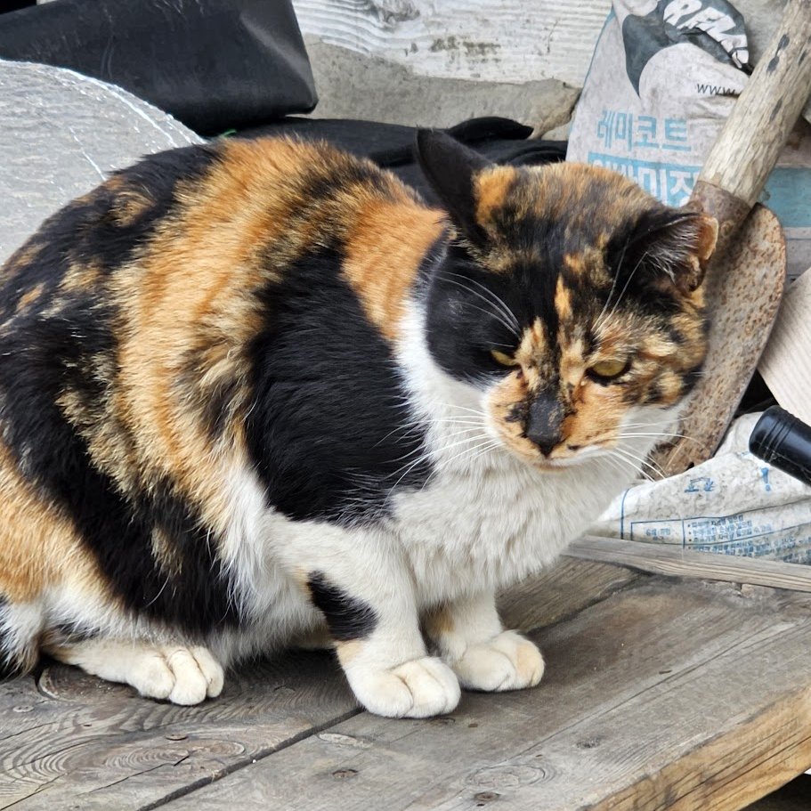 퍼리화나_ tweet media