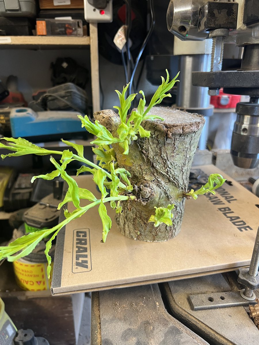 Andy Coates tweet media