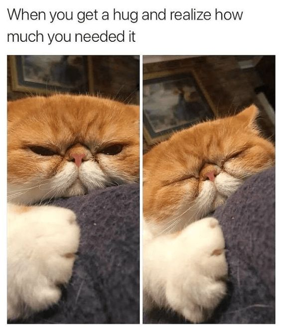 WholesomeMemes tweet media