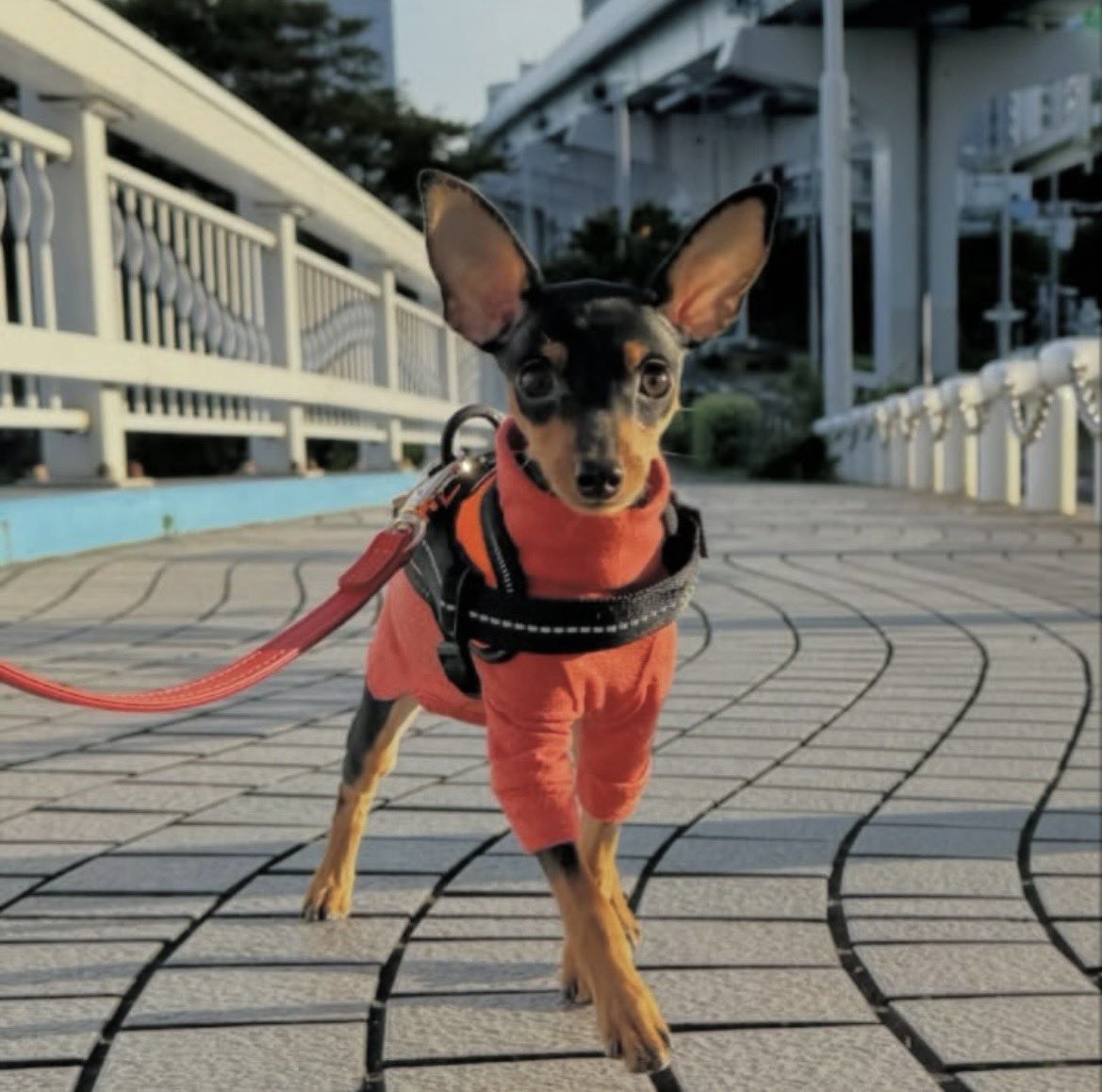 なべちゃんぽん💪🏽 tweet media