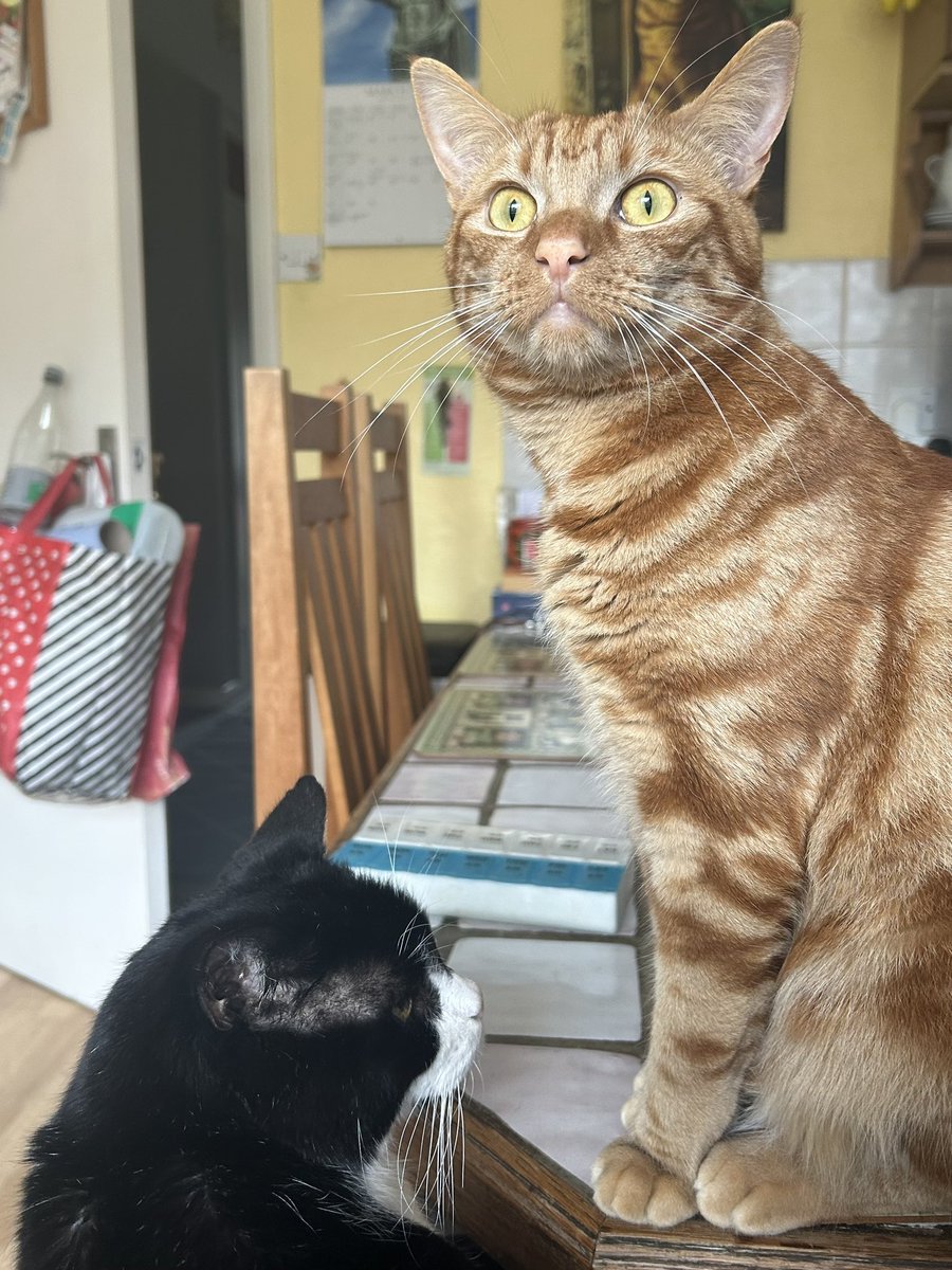 D.V. Catt tweet media