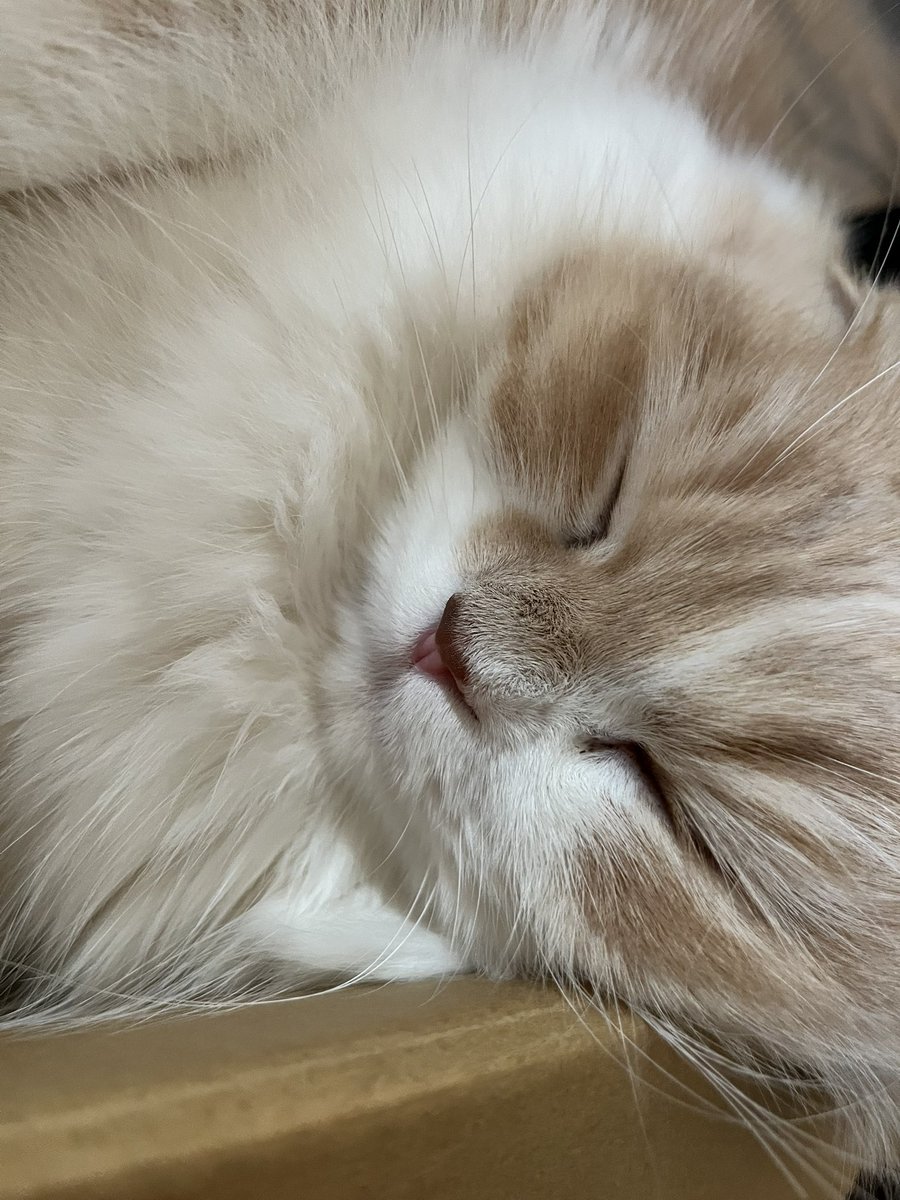 のあち💘小悪魔Vtuber tweet media