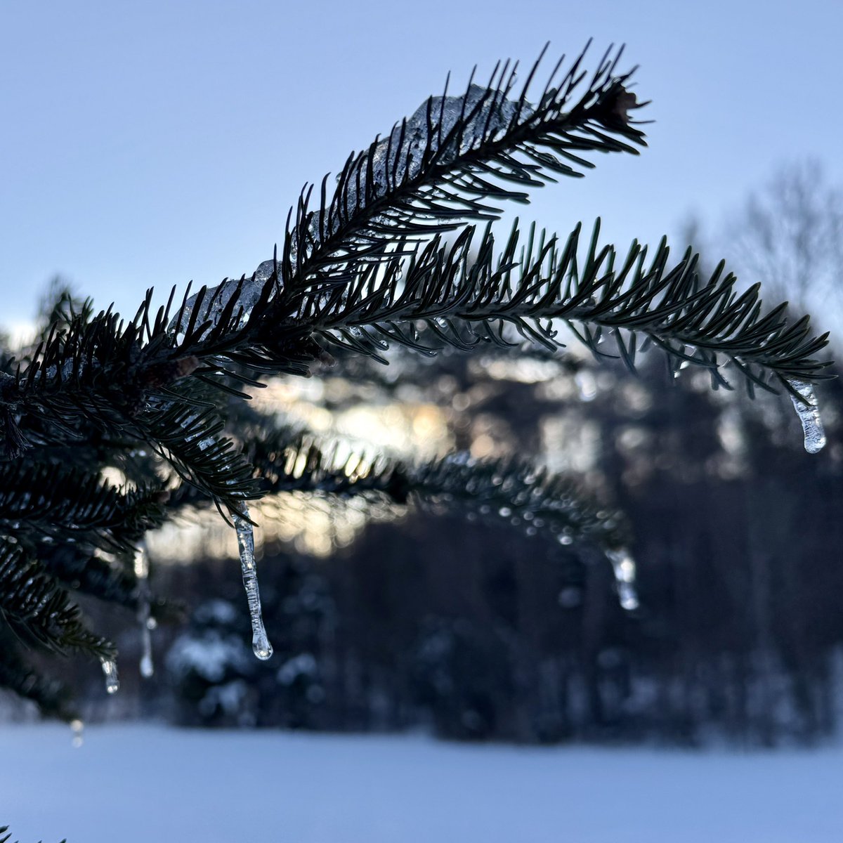 Lady Hollow Tree tweet media