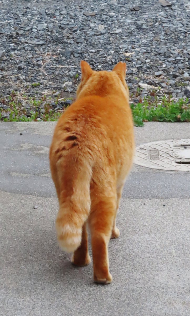 ロベルトG tweet media