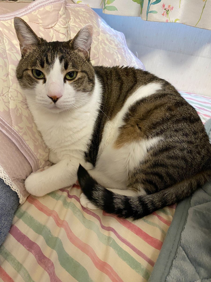 privateeye_pet's tweet photo. 【迷子猫を探しています‼️】

静岡県静岡市駿河区下島にて

3月13日から行方不明になりました💦

目撃した方はリプライやDMをいただけますと幸いです🙇‍♂️

名前：コロ
性別：オス（去勢済み）
年齢：7歳
特徴：キジシロ
　　　少し太っている
　　　人が好き
　　　臆病な性格

#迷子猫 #猫 #迷い猫 #静岡県 #静岡市 #駿河区 #下島 #拡散希望 #迷子ペットを守りたい