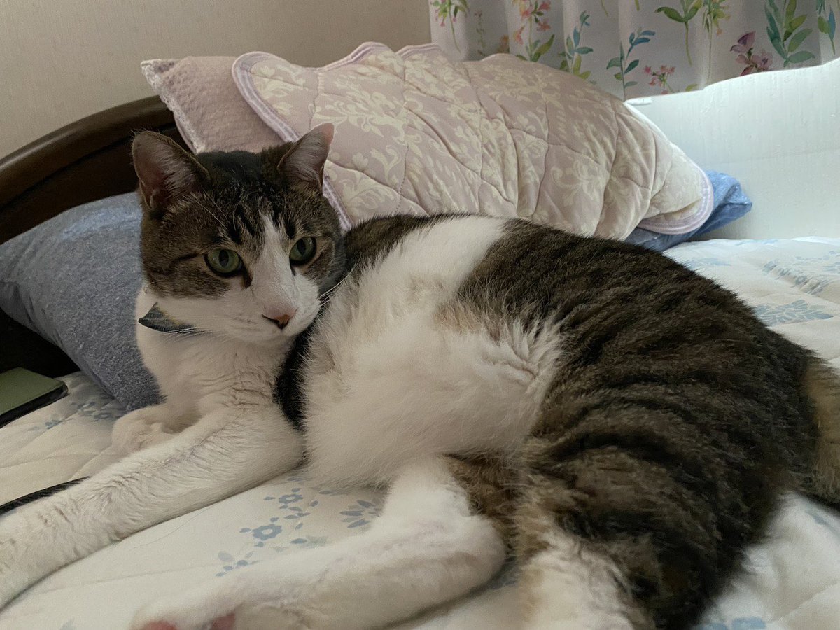 privateeye_pet's tweet photo. 【迷子猫を探しています‼️】

静岡県静岡市駿河区下島にて

3月13日から行方不明になりました💦

目撃した方はリプライやDMをいただけますと幸いです🙇‍♂️

名前：コロ
性別：オス（去勢済み）
年齢：7歳
特徴：キジシロ
　　　少し太っている
　　　人が好き
　　　臆病な性格

#迷子猫 #猫 #迷い猫 #静岡県 #静岡市 #駿河区 #下島 #拡散希望 #迷子ペットを守りたい