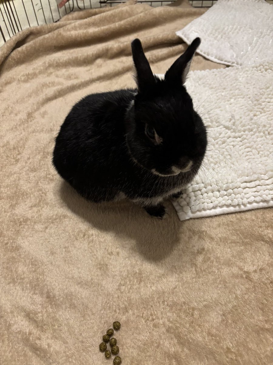 ごましお tweet media