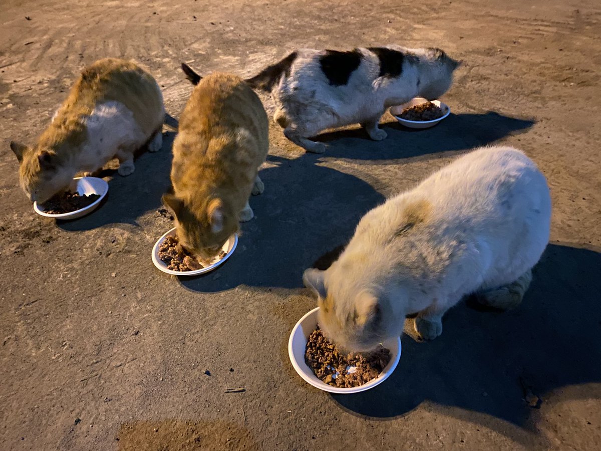 hara.bst tweet media