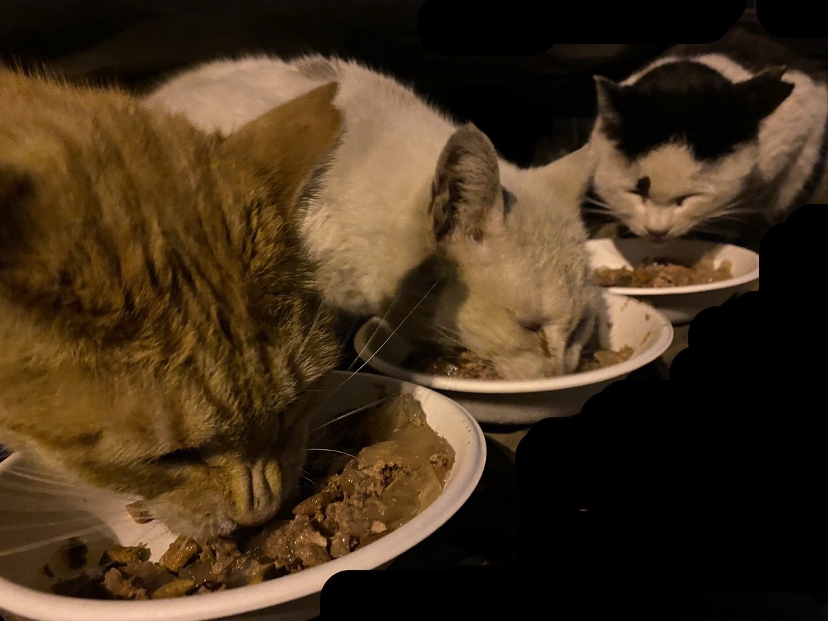 hara.bst tweet media