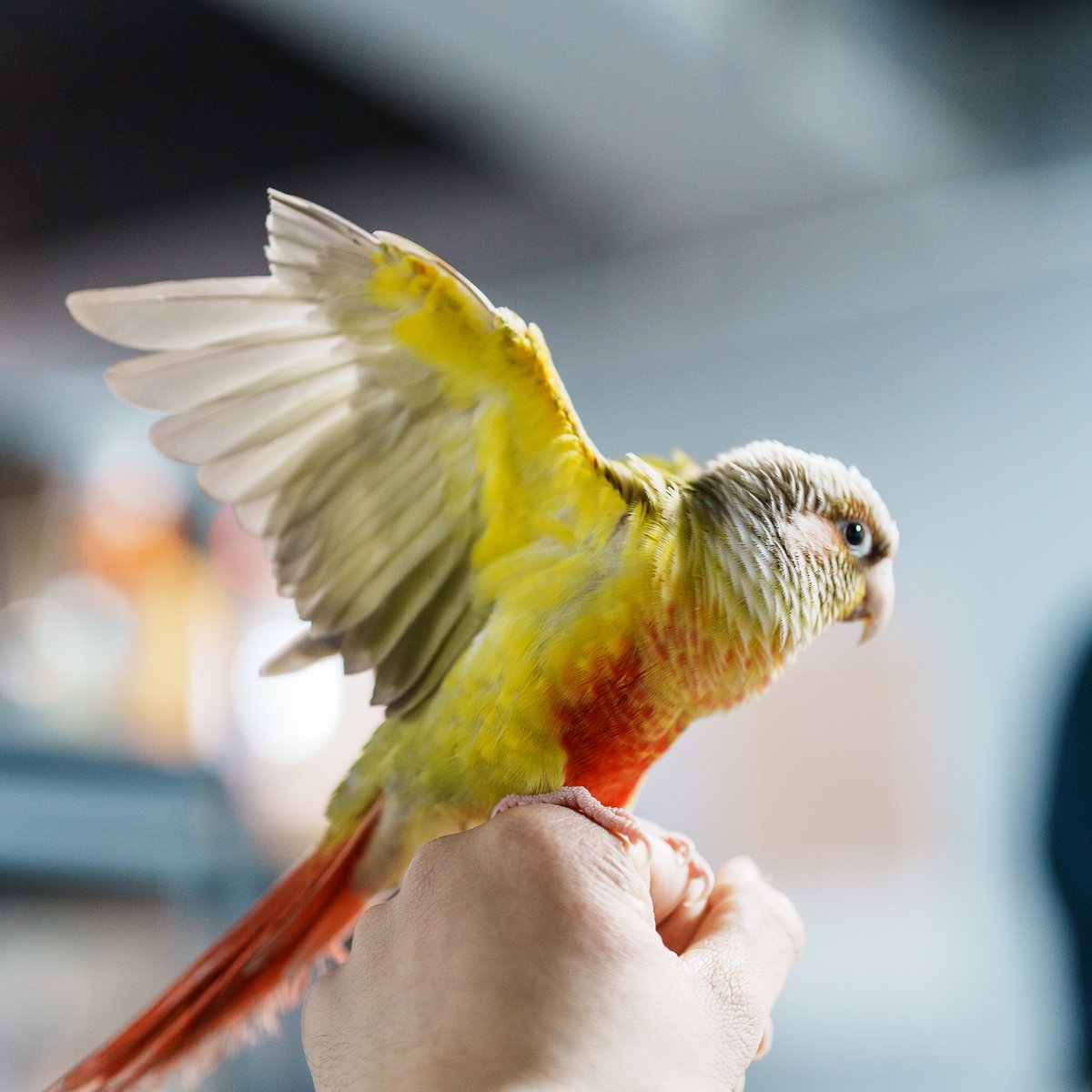 CatRam14's tweet photo. 🦜⸒⸒スキー https://t.co/XUBi8w2HDe
