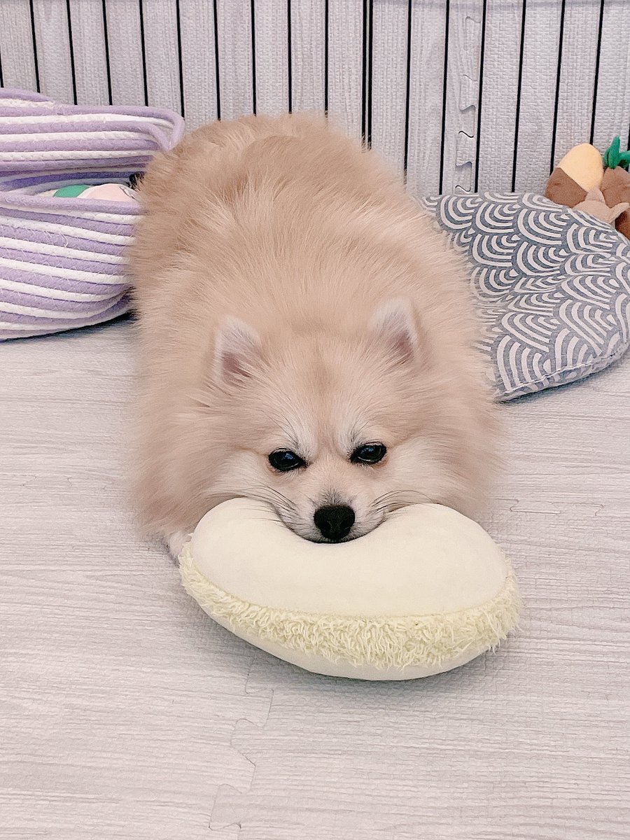 yuzupon_pome's tweet photo. このアカウントをフォローするとタヌキとキツネを混ぜたような犬がひたすら流れてくることになります。 https://t.co/mGDHt3miVZ