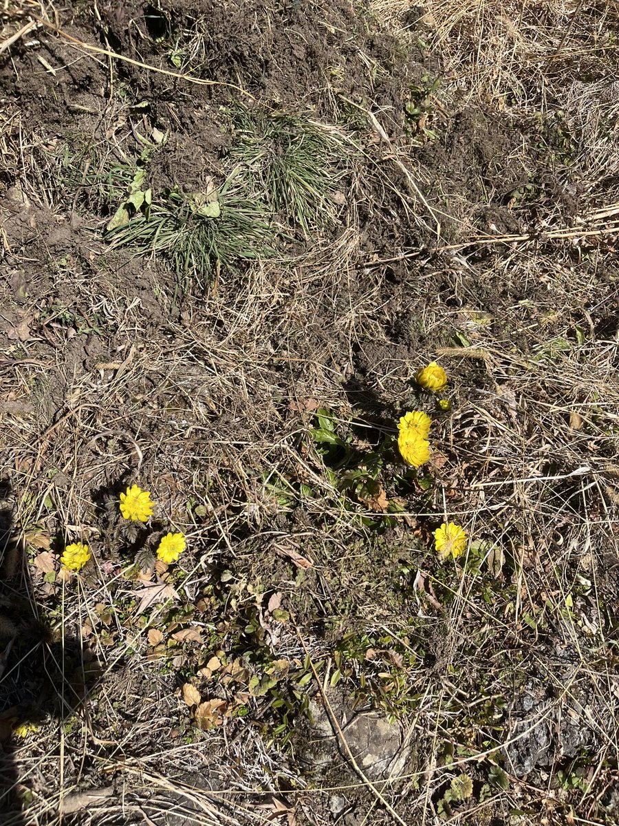 .霧澤雪無@甲甲乙丙乙 tweet media