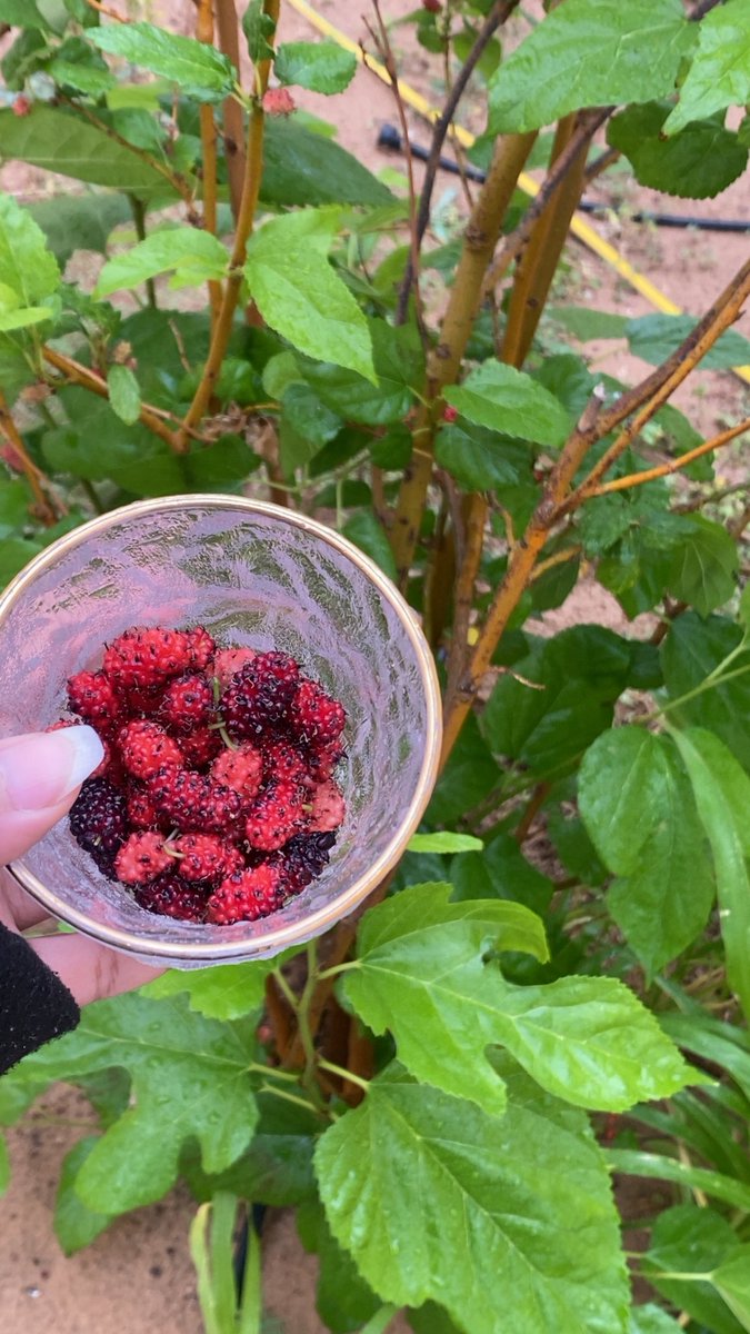 spc aml👩🏻‍💼 tweet media