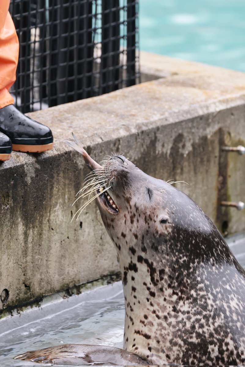 🦭ウィスタリア🦭 tweet media