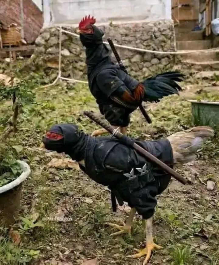 I want go and fight for Nigeria 
See you guys later ✌️✌️