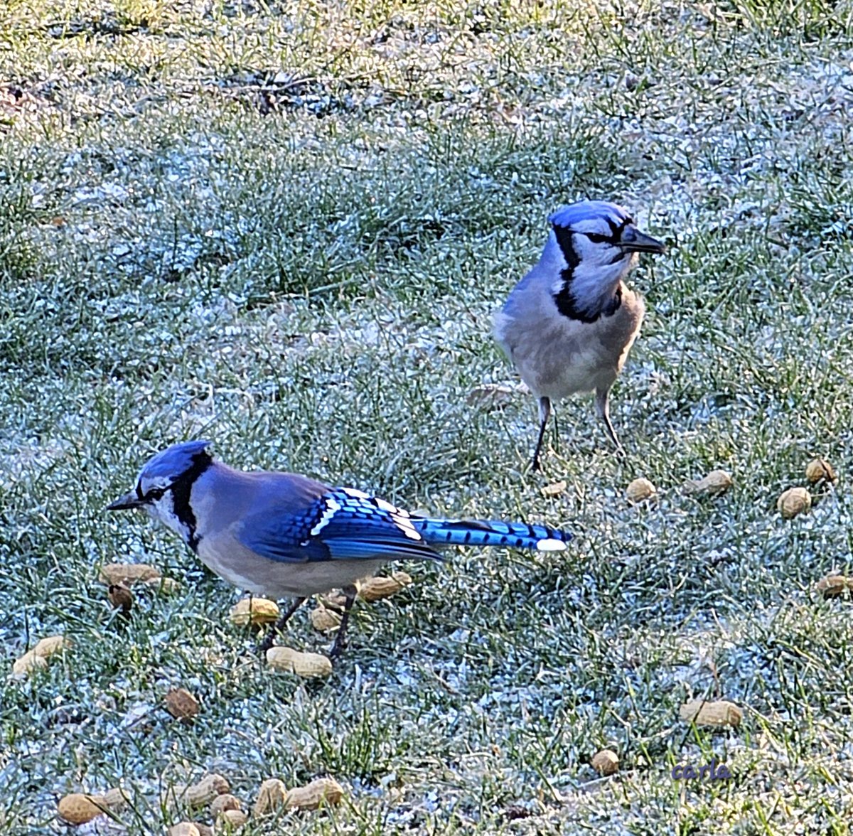 Carlac_Bird tweet media