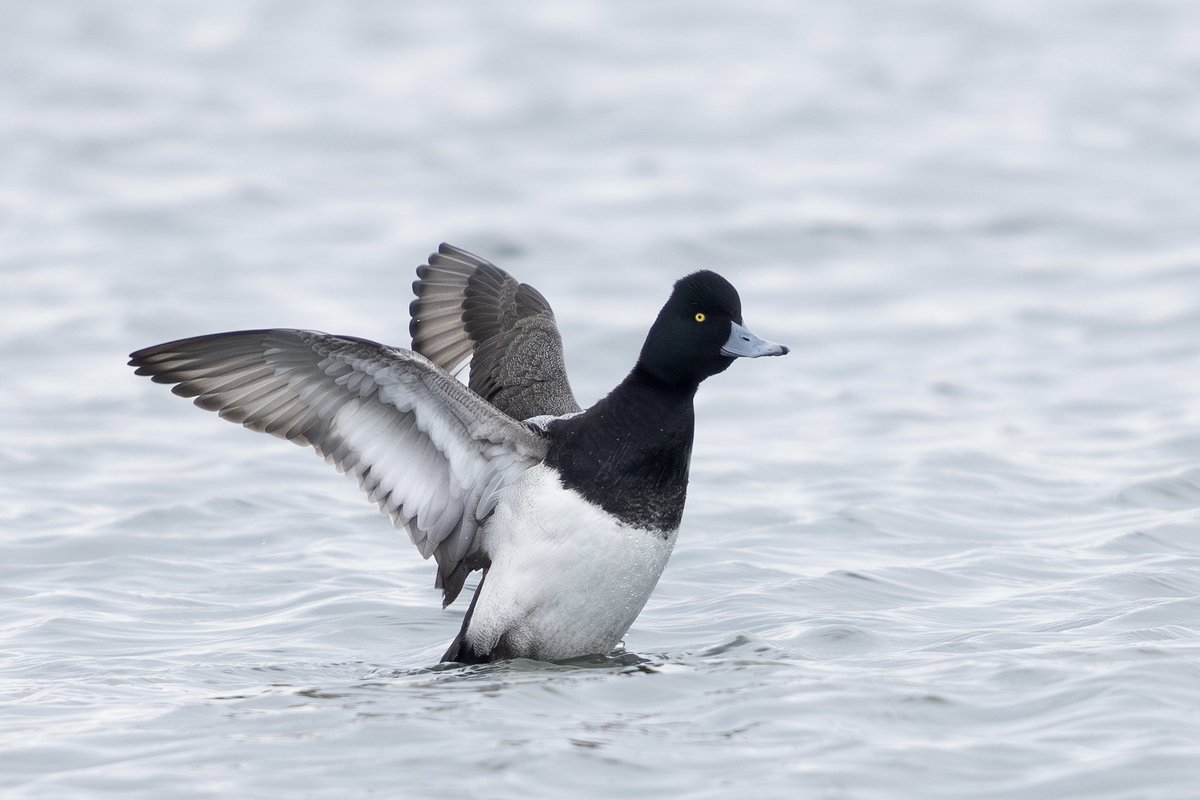 とりとり tweet media