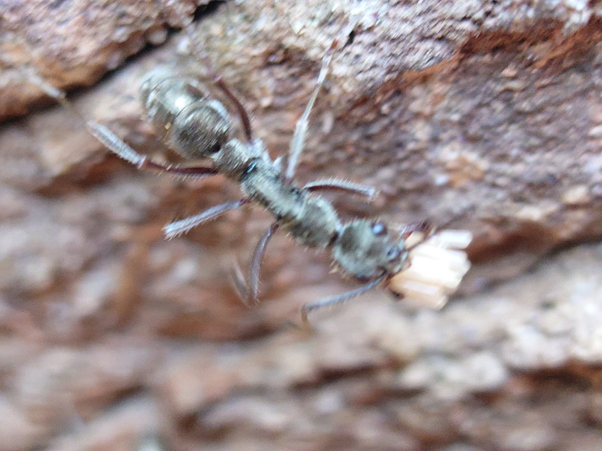 edisonIntheOc's tweet photo. Ant eggs shot by Xperia IV https://t.co/AxGyH6p8LU