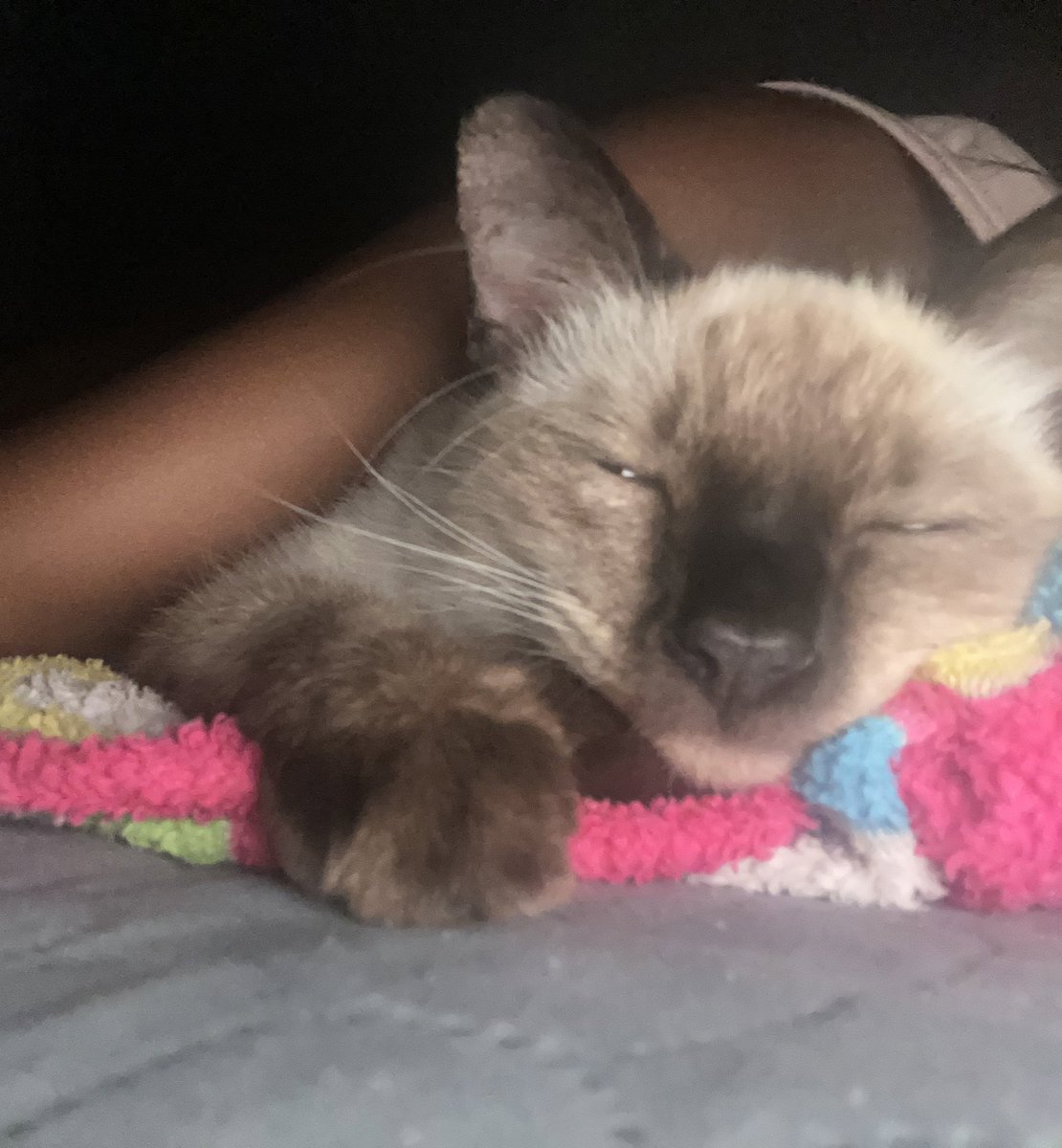 ˚⊹₊ indi tweet media