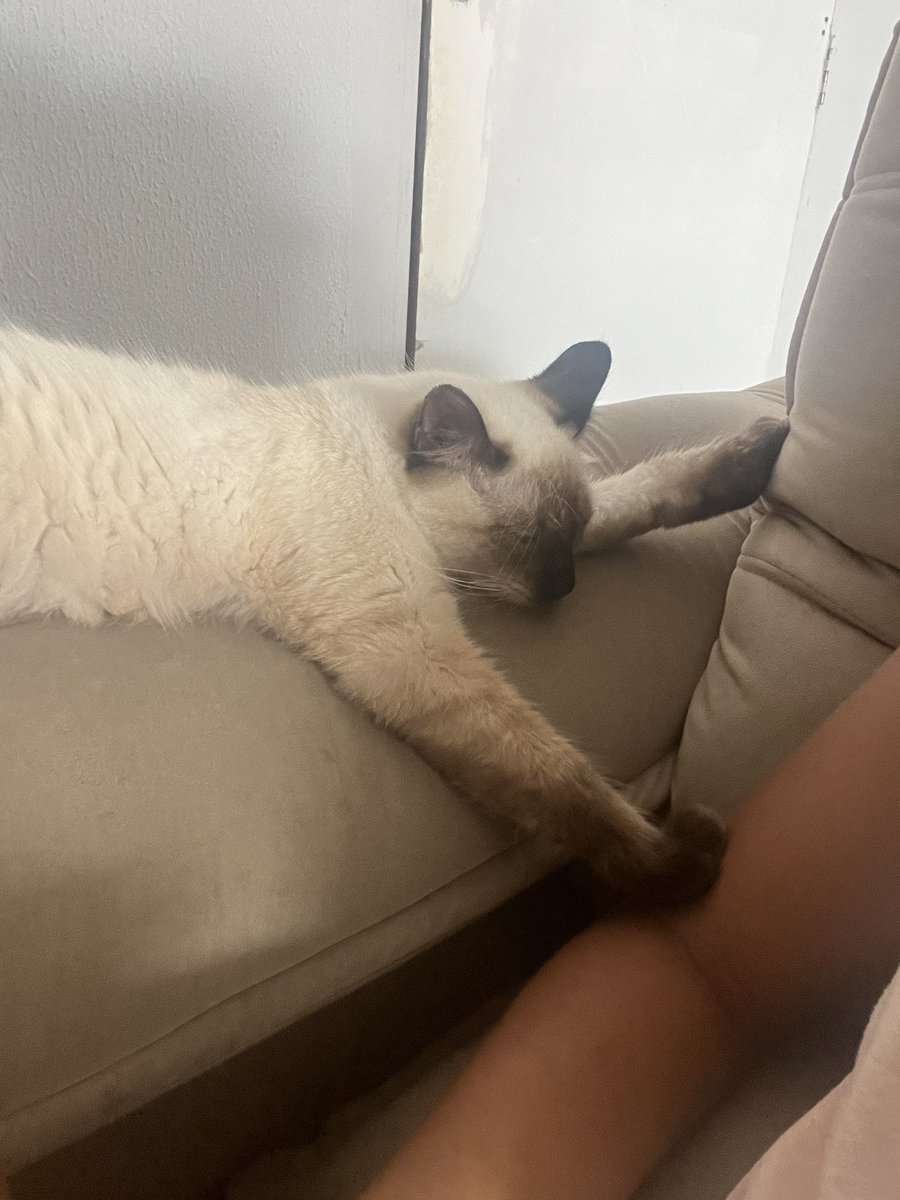 ˚⊹₊ indi tweet media