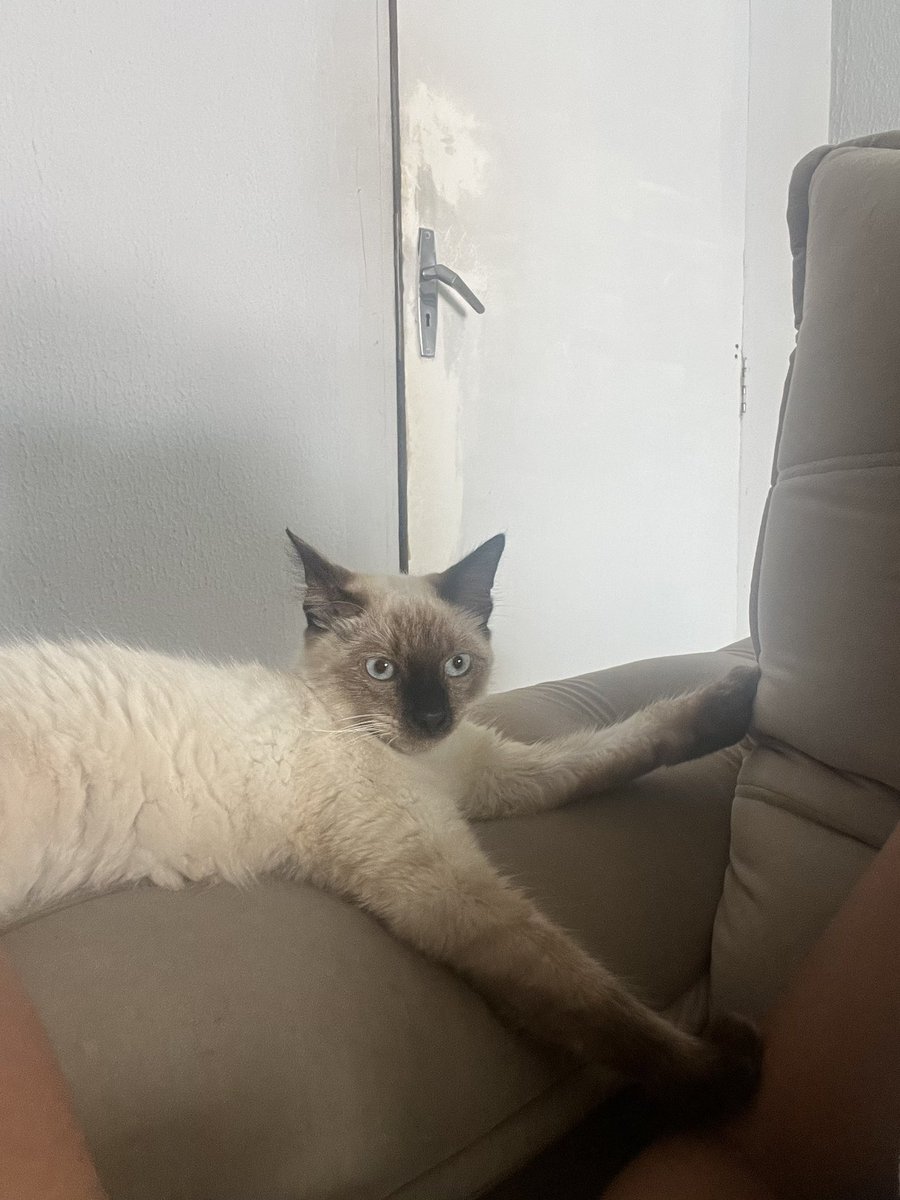 ˚⊹₊ indi tweet media