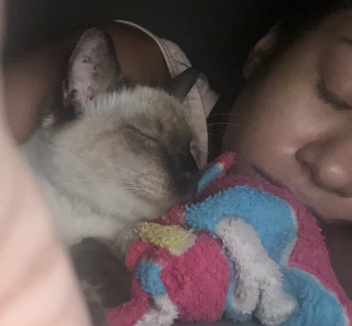 ˚⊹₊ indi tweet media