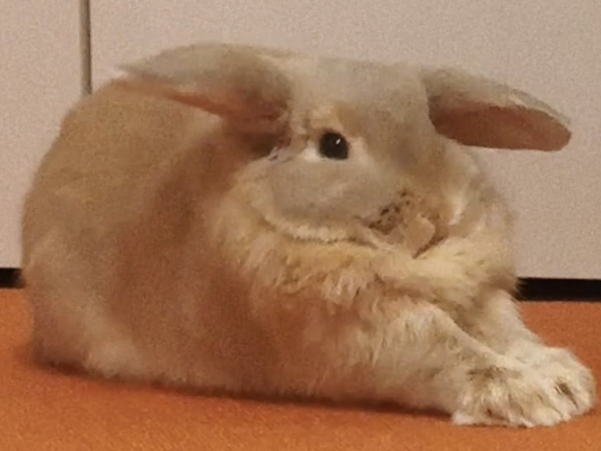 おいしいプリン tweet media