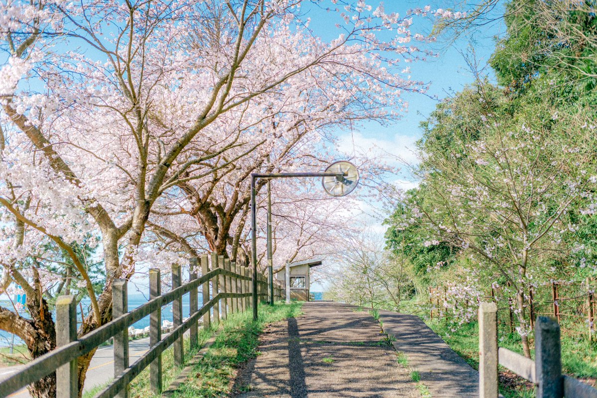 ごりかめ️️️ 𖤐⸝⋆ tweet media