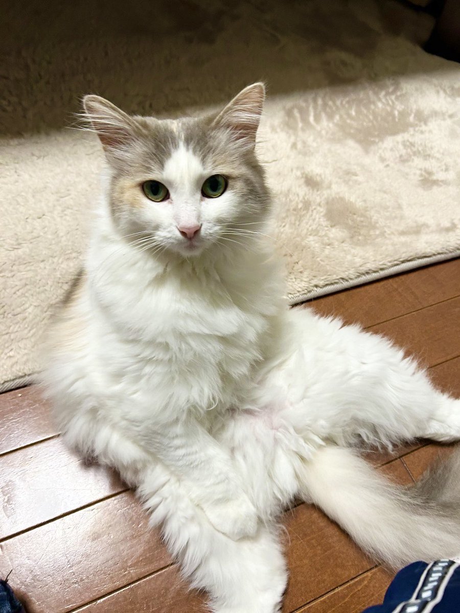 ろつつ@ポケミク全通 tweet media