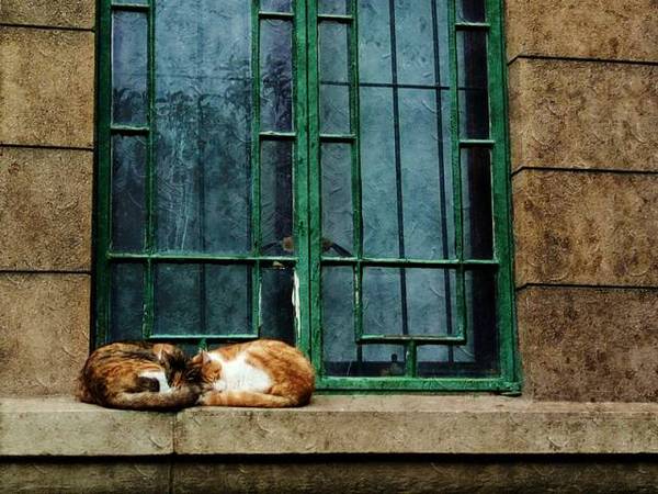 Carlos A. Torres tweet media