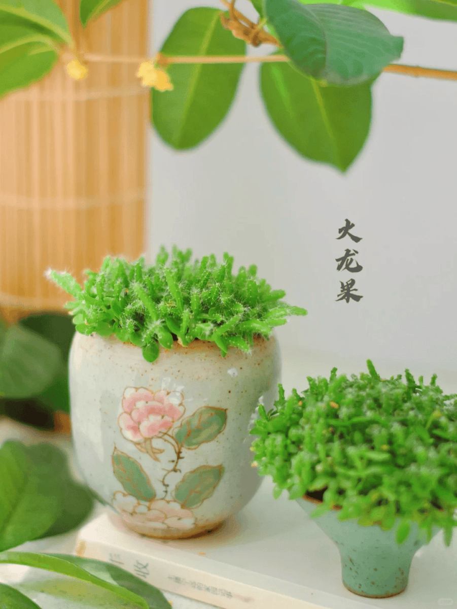 armia kirolos tweet media