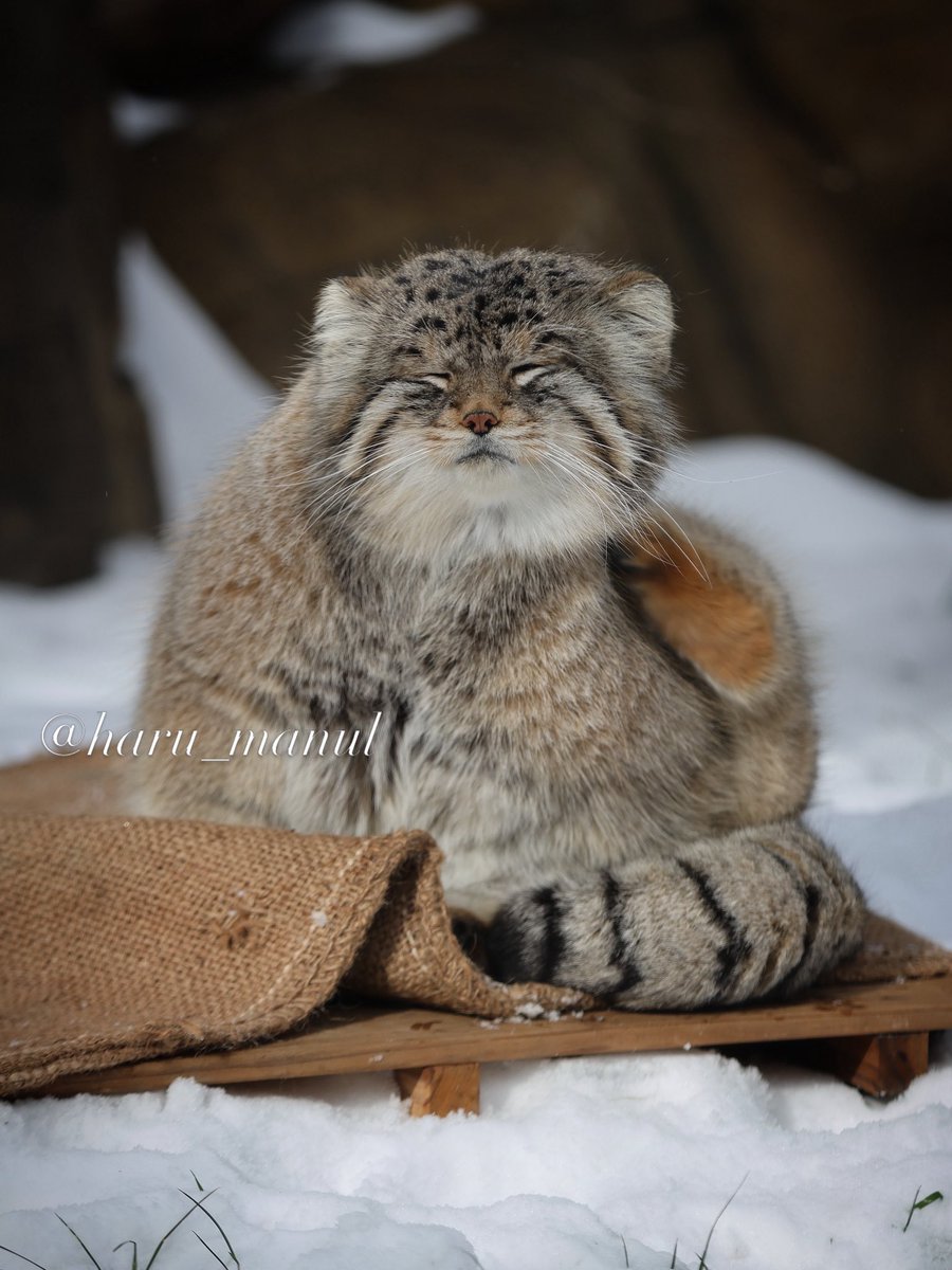 haru_manul tweet media