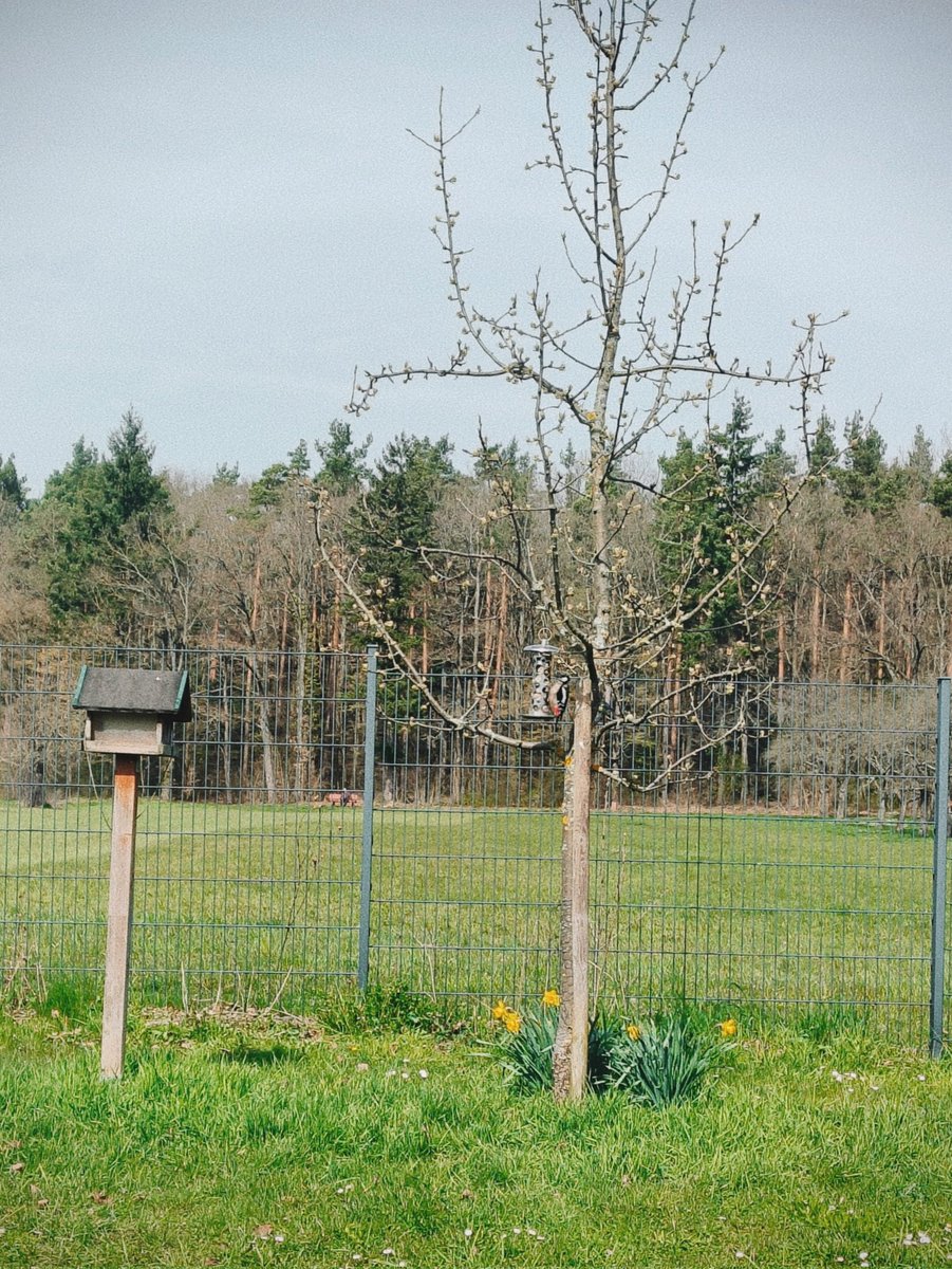 ксюгномка🧚🏻‍♀️🐕🕷️🇩🇪 tweet media