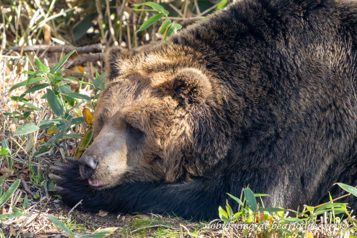 のぶクマ🐻羆と香辛料 tweet media