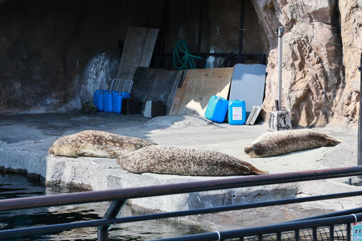 🦭ウィスタリア🦭 tweet media