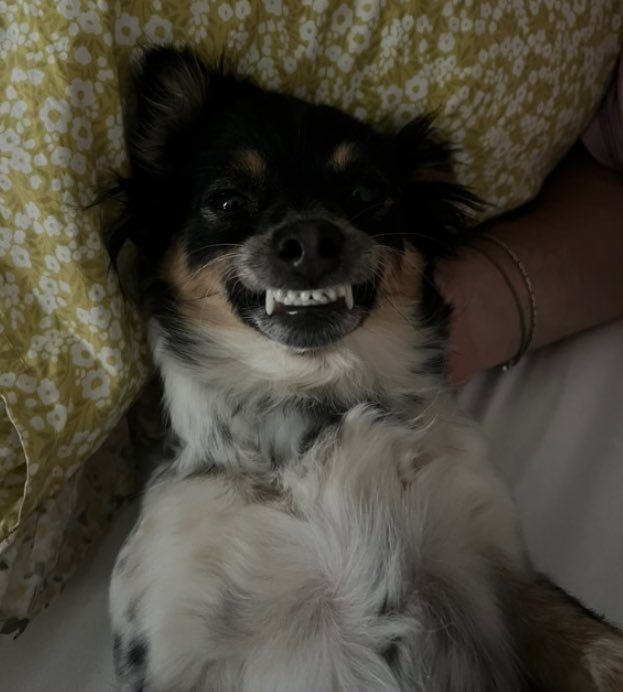 Roziş✨ tweet media