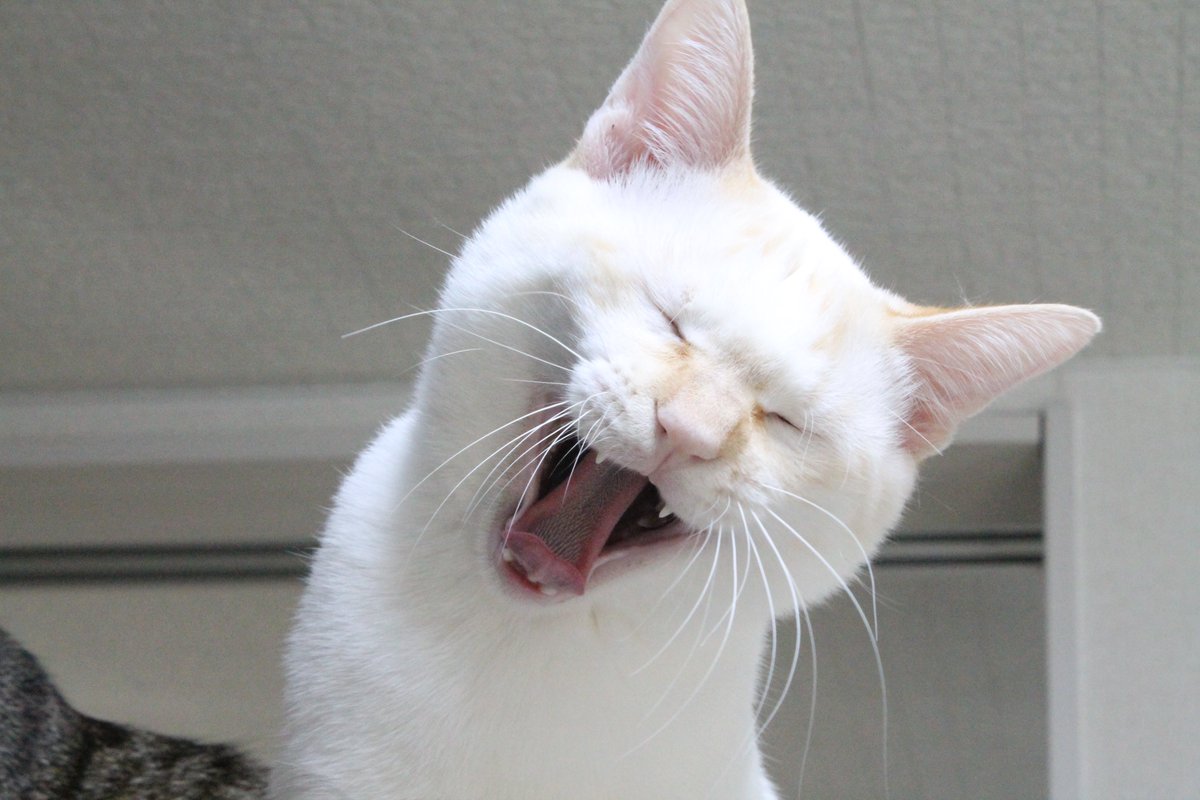 ようへい tweet media